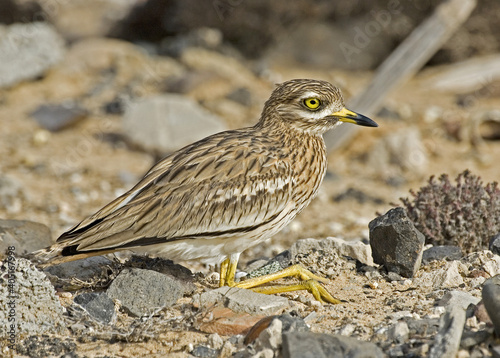 Eurasian Thick-knee, Griel, Burhinus oedicnemus photo