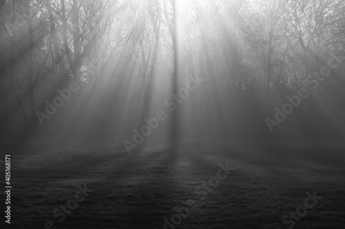 Light beaming through trees in fog.