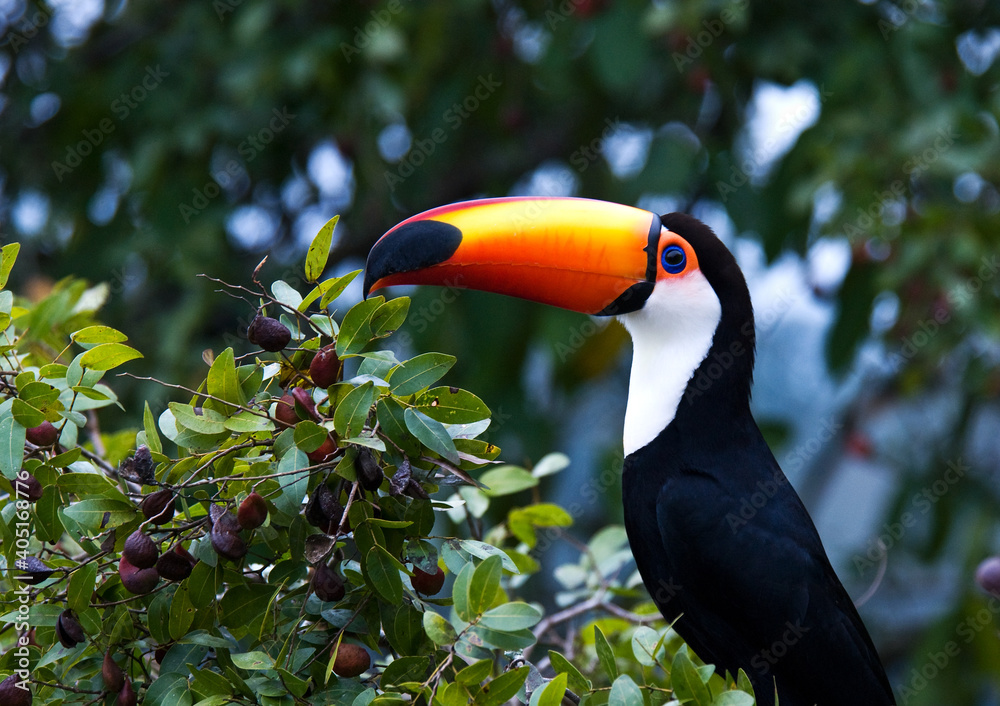 Toco Toucan, Reuzentoekan, Ramphastos toco