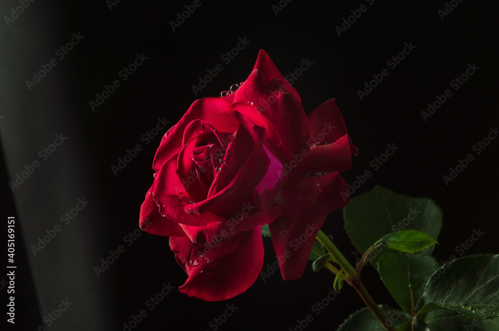 Red rose flower with water drops on black background close-up with bokeh effect. Red rose flower with water drops on black background close-up with bokeh effect.