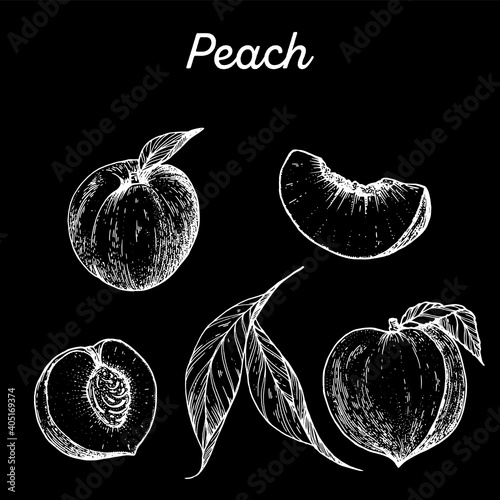 Peach hand drawn vector illustration. Peach slice sketch. Vector illustration. Black and white.