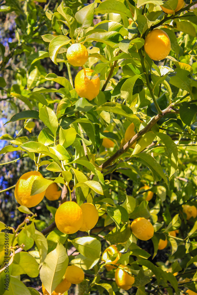 A tree with ripe yellow lemons on its branches among the green leaves, harvesting on a farm in summer, Greece. High quality photo
