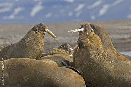 Walrus, Walrus, Odobenus rosmarus,