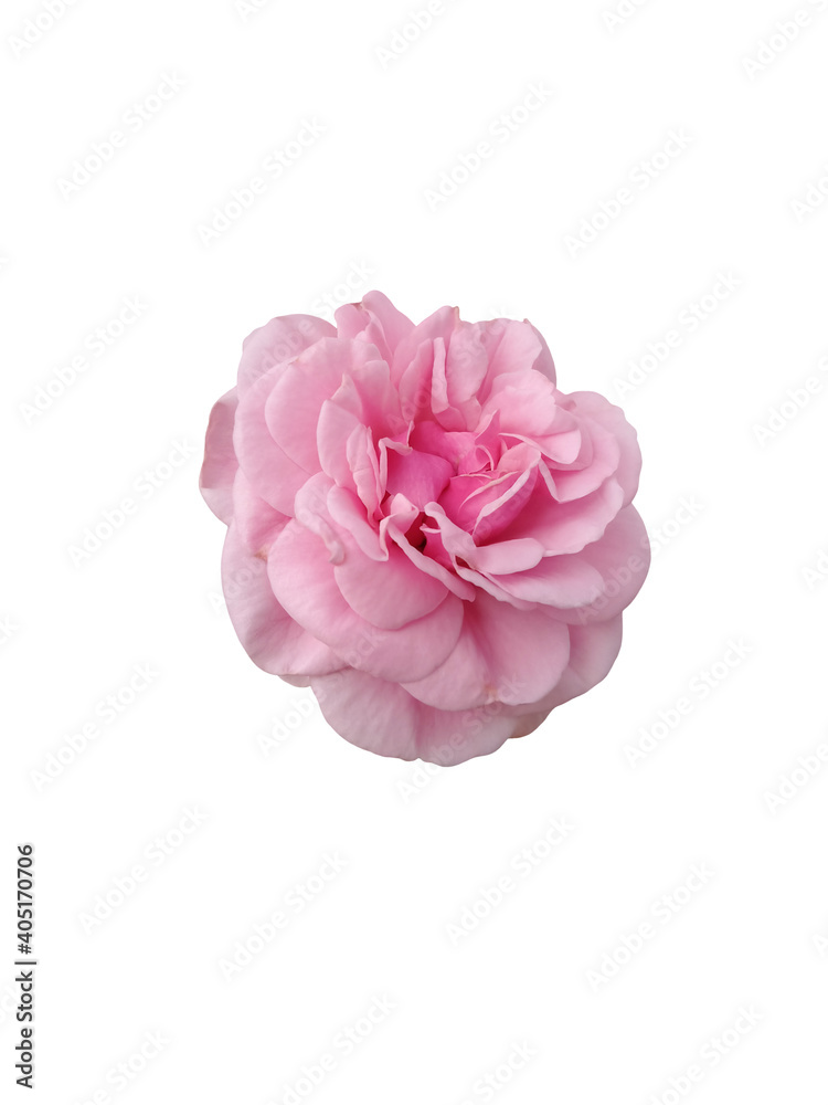 Pink rose isolated on white background.