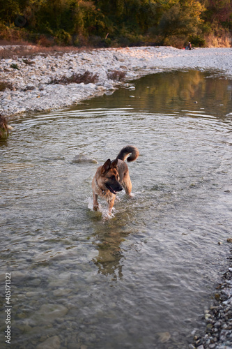 Active walk with pet dog in fresh air in nature. Adult black and red German Shepherd dog plays in water in cold quiet mountain river and enjoys life.
