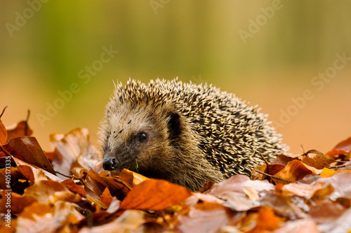 West Europese egel, West European Hedgehog, Erinaceus europaeus