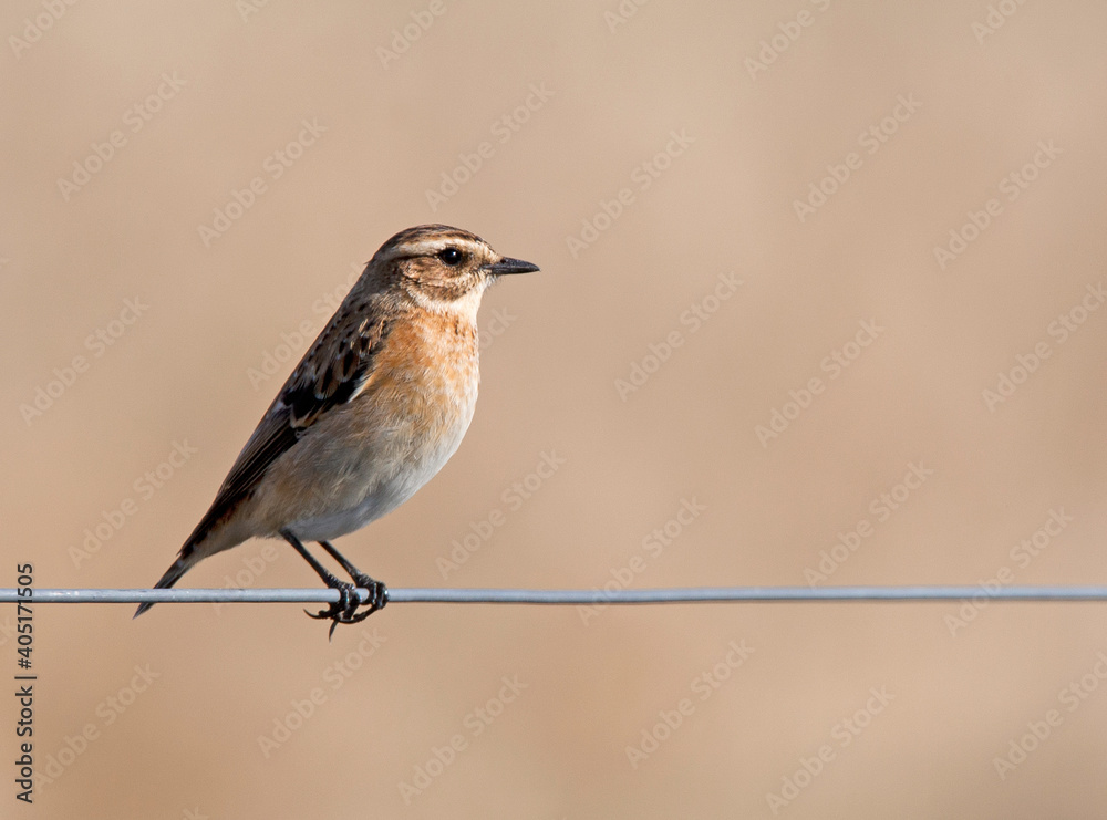Obraz premium Paapje, Whinchat, Saxicola rubetra