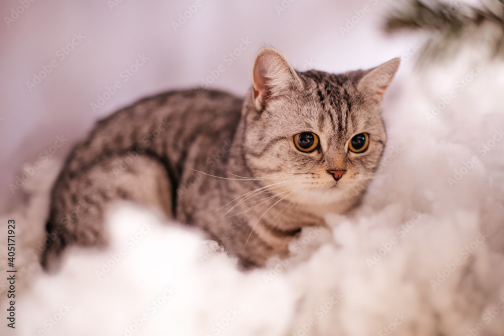 verängstigte Katze im künstlichen Schnee