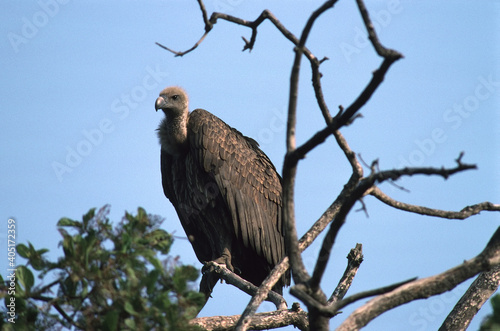 Obraz na płótnie Bengaalse gier, Indian White-rumped Vulture, Gyps bengalensis w salonie