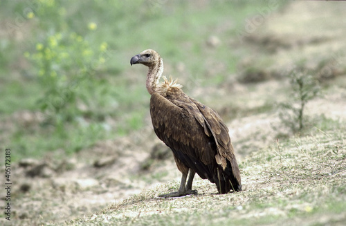 Bengaalse gier  Indian White-rumped Vulture  Gyps bengalensis