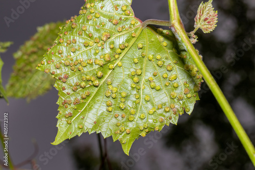 The reverse side of a grape leaf is completely affected by the galas of Grape phylloxera (Latin Dactylosphaera vitifoliae), close-up