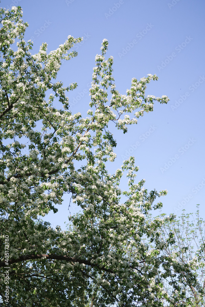 Spring landscape, branches of white flowers of fruit trees on a background of blue sky. Spring landscape, branches of white flowers of fruit trees on a background of blue sky.