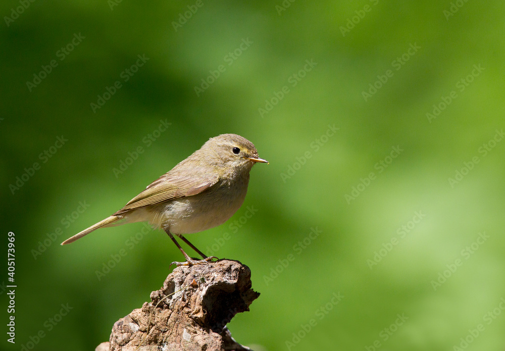 Willow Warbler, Fitis, Phylloscopus trochilus