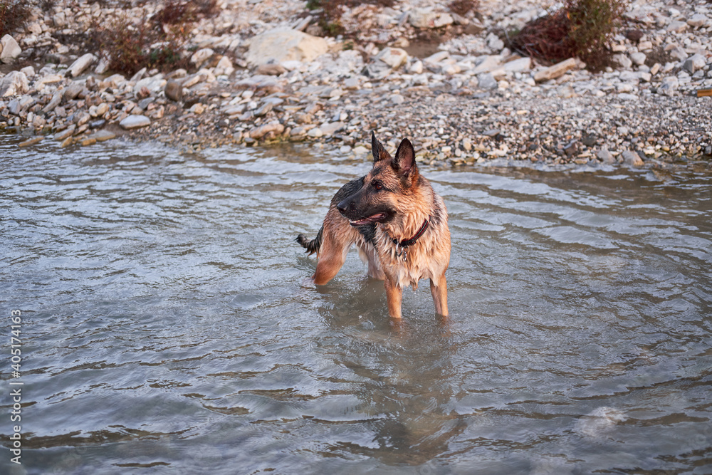 Active walk with pet dog in fresh air in nature. Adult black and red German Shepherd dog plays in water in cold quiet mountain river and enjoys life.
