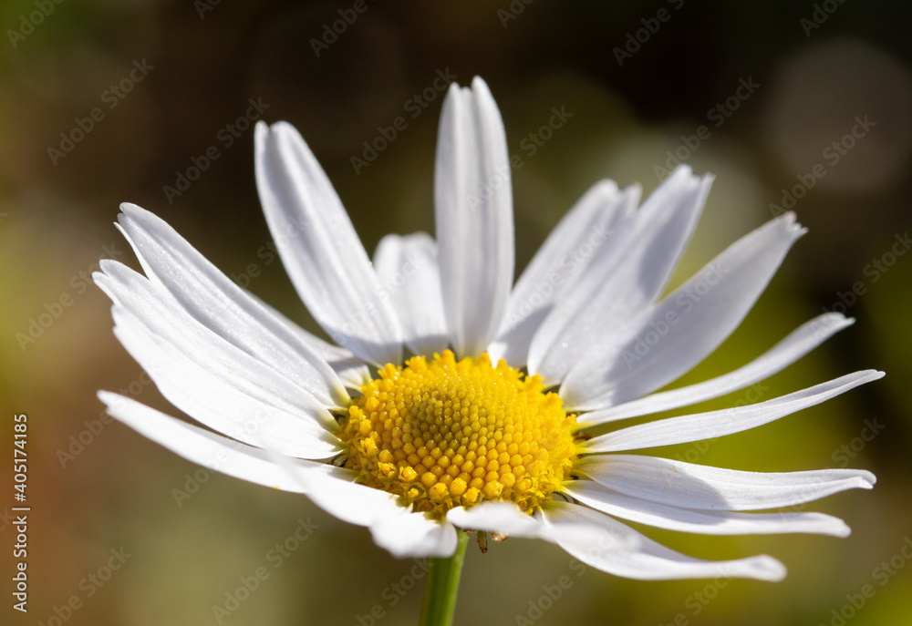 White chamomile flower centered on nature background. White chamomile flower centered on nature background.