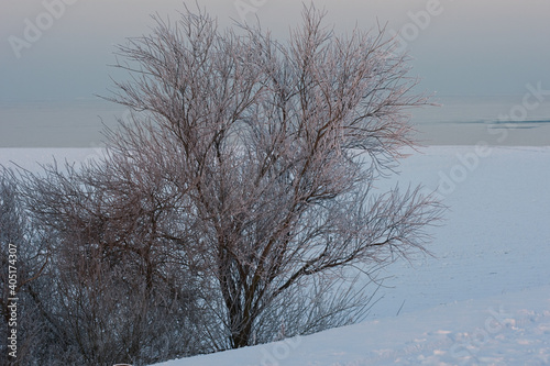 Winter landscape Oostvaardersplassen, Netherlands photo