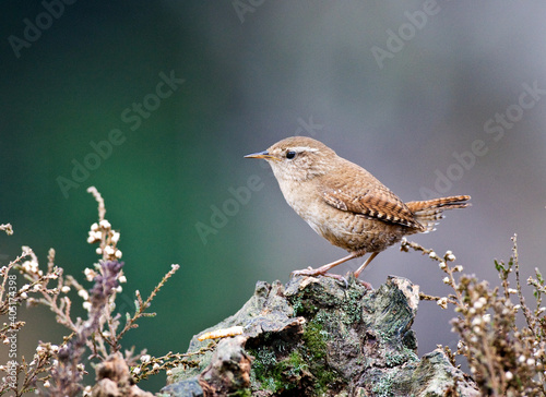 Winterkoning, Winter Wren, Troglodytus troglodytus photo