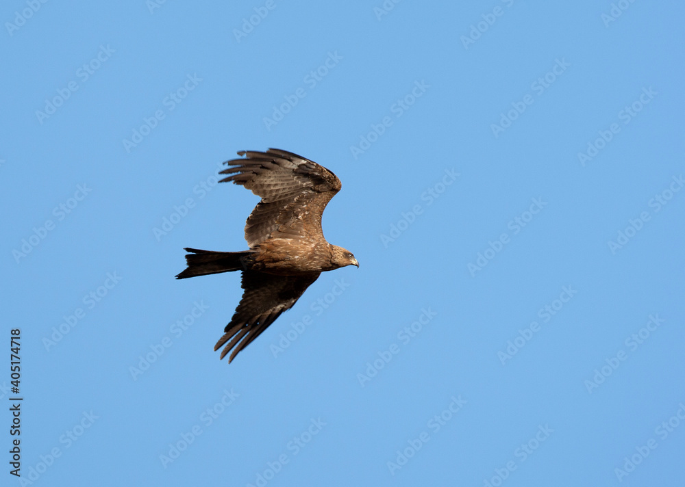 Geelsnavelwouw, Yellow-billed Kite, Milvus aegyptius Geelsnavelwouw, Yellow-billed Kite, Milvus aegyptius