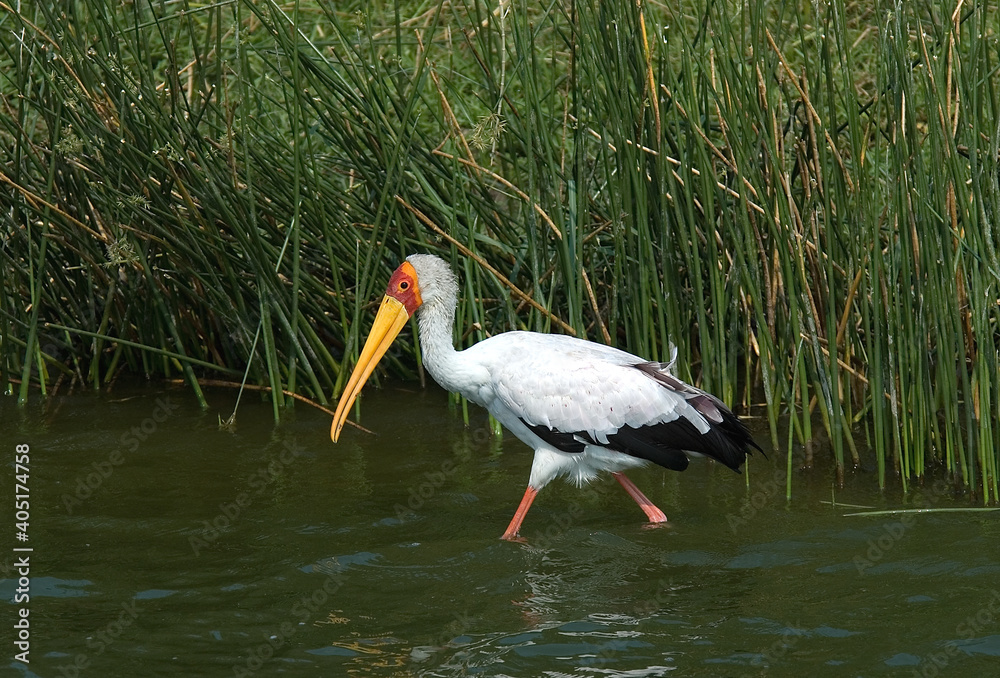 Fototapeta premium Yellow-billed Stork, Afrikaanse Nimmerzat, Mycteria ibis
