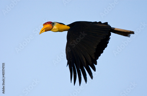 Maleise jaarvogel, Wrinkled Hornbill, Aceros corrugatus photo