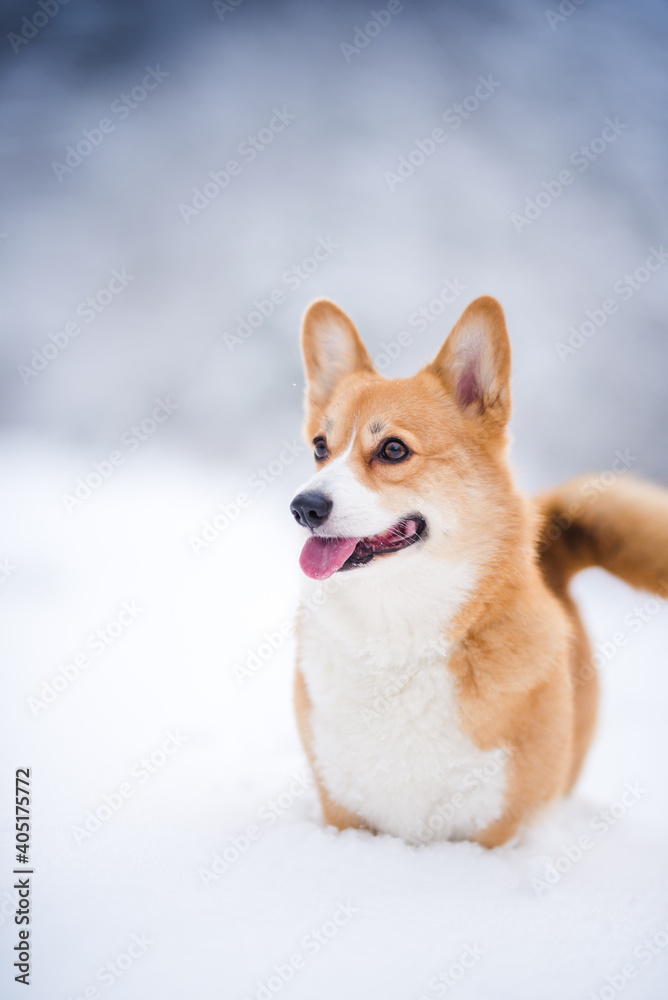 happy welsh corgi pembroke dog playing in the snow