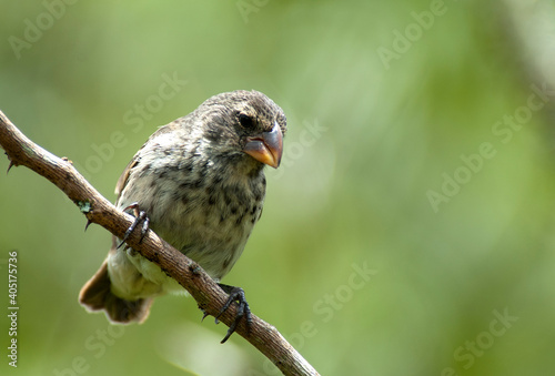 Obraz na płótnie Middelste Grondvink, Medium Ground-Finch, Geospiza fortis w salonie