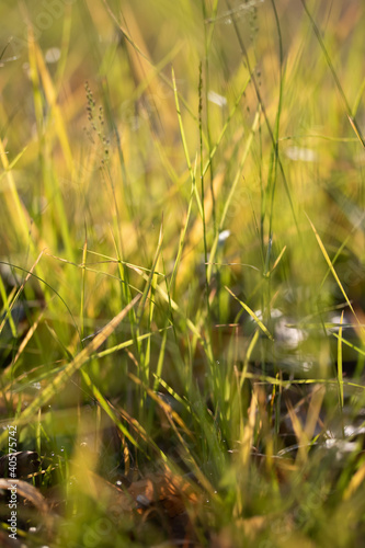 Green grass with water drops in sunlight, selective focus, perfect abstract background.