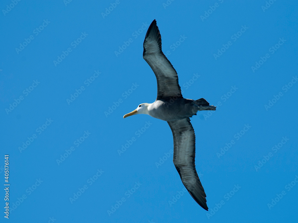 Obraz premium Galapagosalbatros, Waved Albatross, Phoebastria irrorata