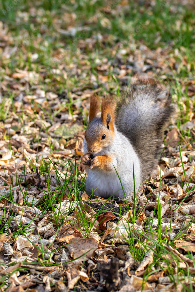 Red squirrel in the autumn park. Red squirrel in the autumn park.