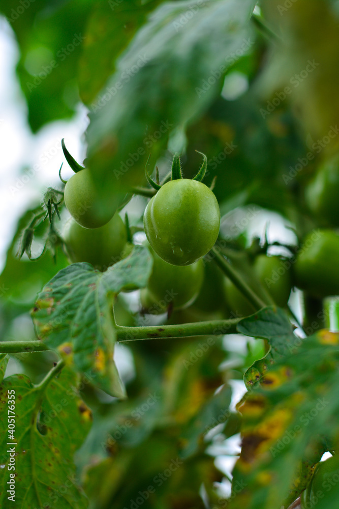 Fresh green tomatoes grown in plantations
