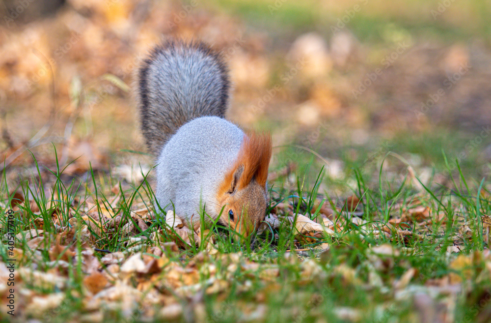 Squirrel in yellow foliage in the autumn park. Squirrel in yellow foliage in the autumn park.