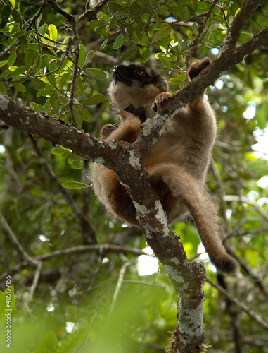 Bruine Maki, Common Brown Lemur, Eulemur fulvus
