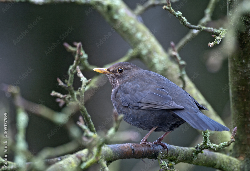 Merel, Common Blackbird, Turdus merula Merel, Common Blackbird, Turdus merula