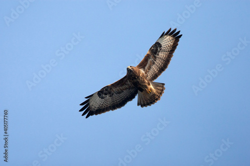 Buizerd  Common Buzzard  Buteo buteo