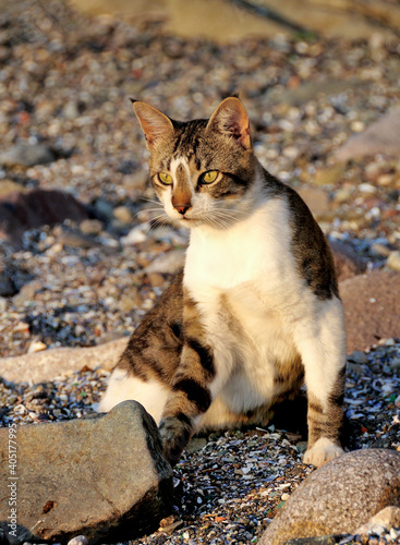 cat on the beach