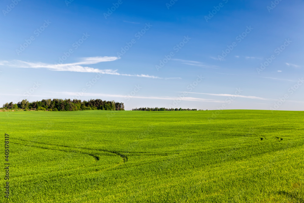 agricultural field where green wheat grows