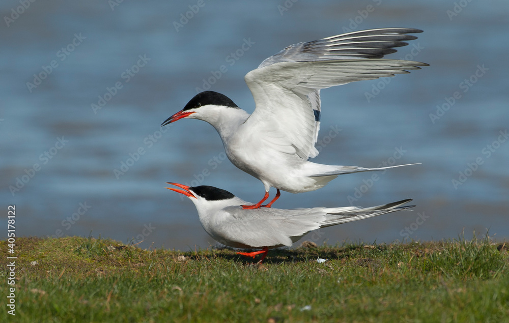 Fototapeta premium Visdief, Common Tern, Sterna hirundo