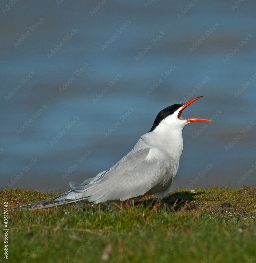 Visdief, Common Tern, Sterna hirundo Visdief, Common Tern, Sterna hirundo