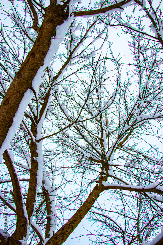 Obraz premium Snow on the tree branches. Winter View of trees covered with snow. The severity of the branches under the snow. Snowfall in nature