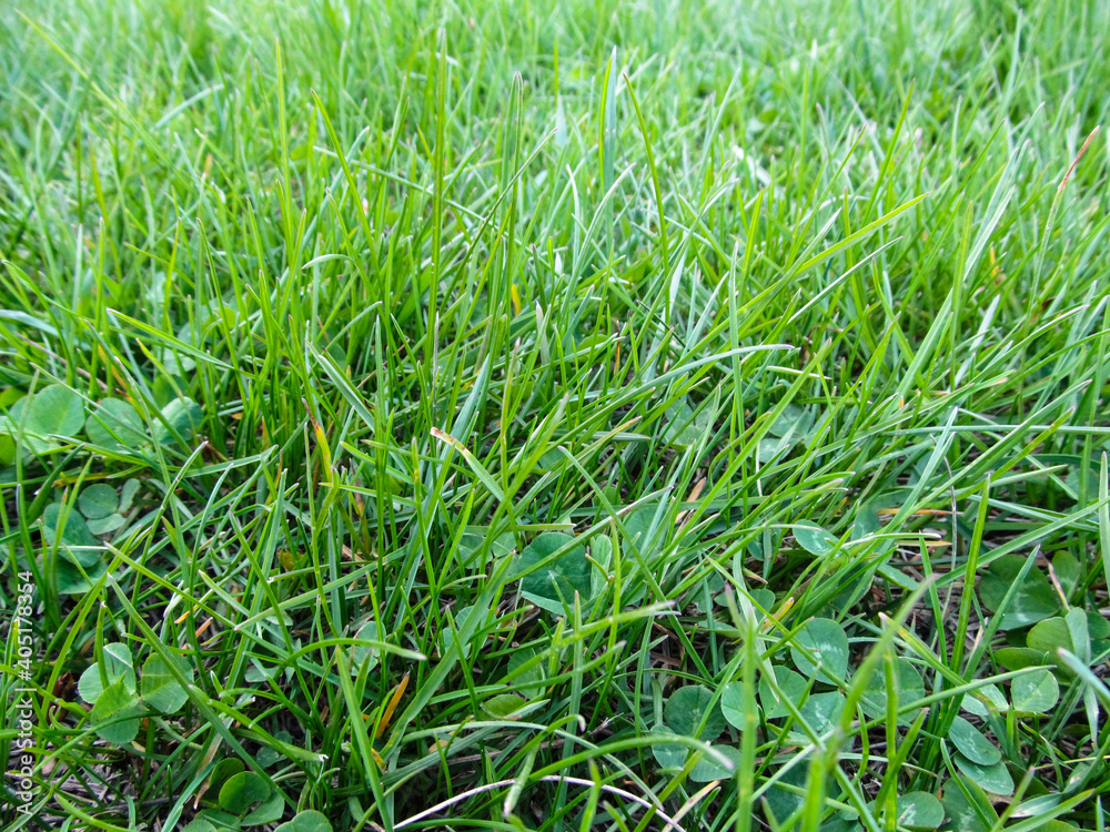Obraz premium Background of bright green grass with clover leaves top view. Among the grass blades are trefoils close up