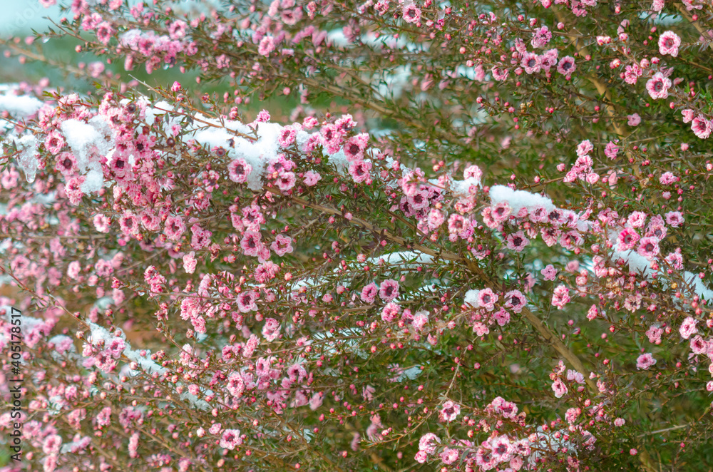 雪の中のマヌカの花 雪の中のマヌカの花