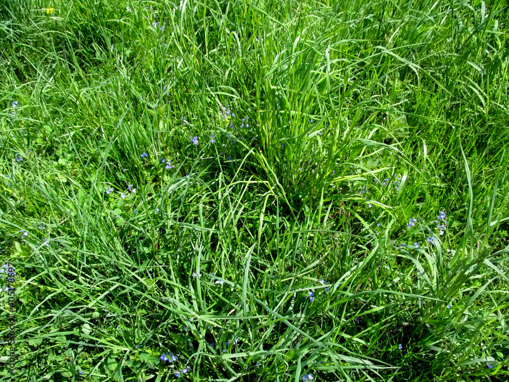 The texture of a green juicy spring-summer grass with small blue flowers between leaves - top view. Meadow beautiful young grass with a few of inflorescences of germander speedwell The texture of a green juicy spring-summer grass with small blue flowers between leaves - top view. Meadow beautiful young grass with a few of inflorescences of germander speedwell