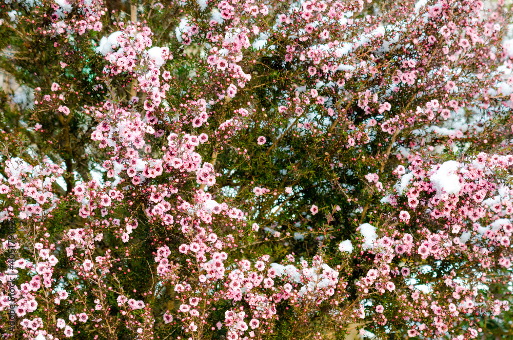 ギョリュウバイと雪マヌカ