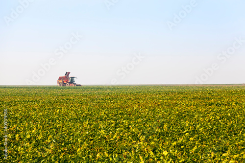 agricultural field sown with beet a