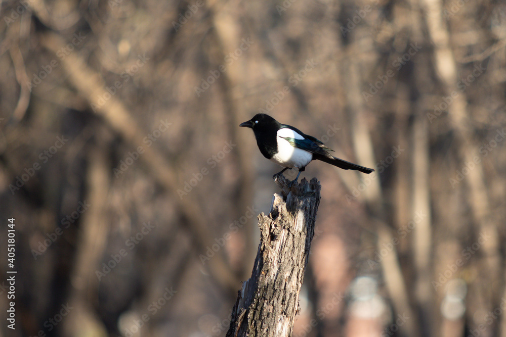 Fototapeta premium Bird crow sits on a branch against the blue sky.