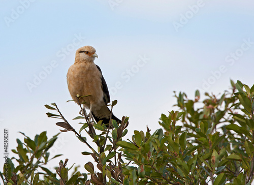 Geelkopcaracara, Yellow-headed Caracara, Milvago chimachima photo