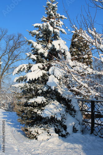 tree in the snow