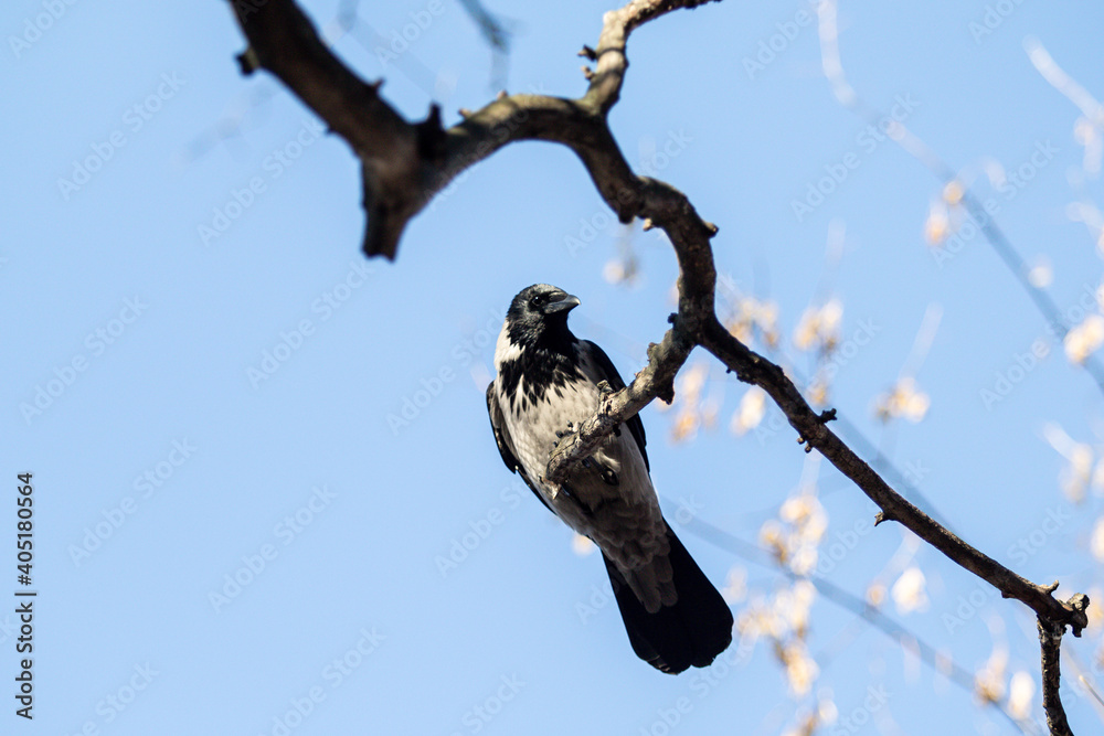 Fototapeta premium Bird crow sits on a branch against the blue sky.
