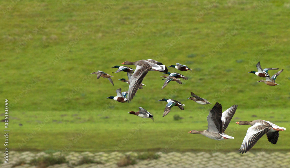 Fototapeta premium Grauwe Gans, Greylag Goose, Anser anser, Slobeend; Northern Shoveler; Anas clypeata