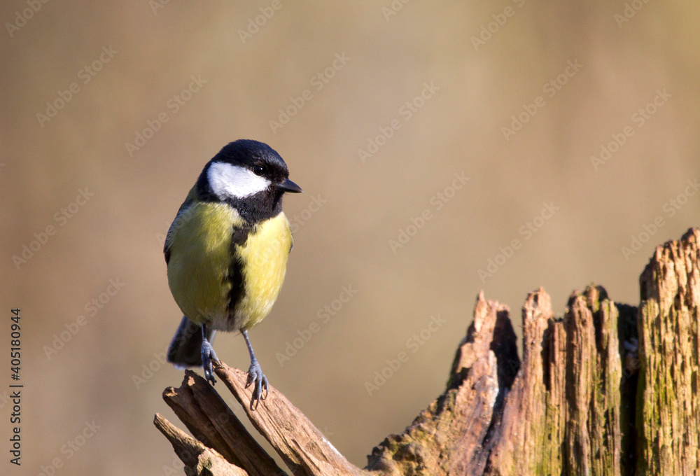 Obraz premium Koolmees, Great Tit, Parus major